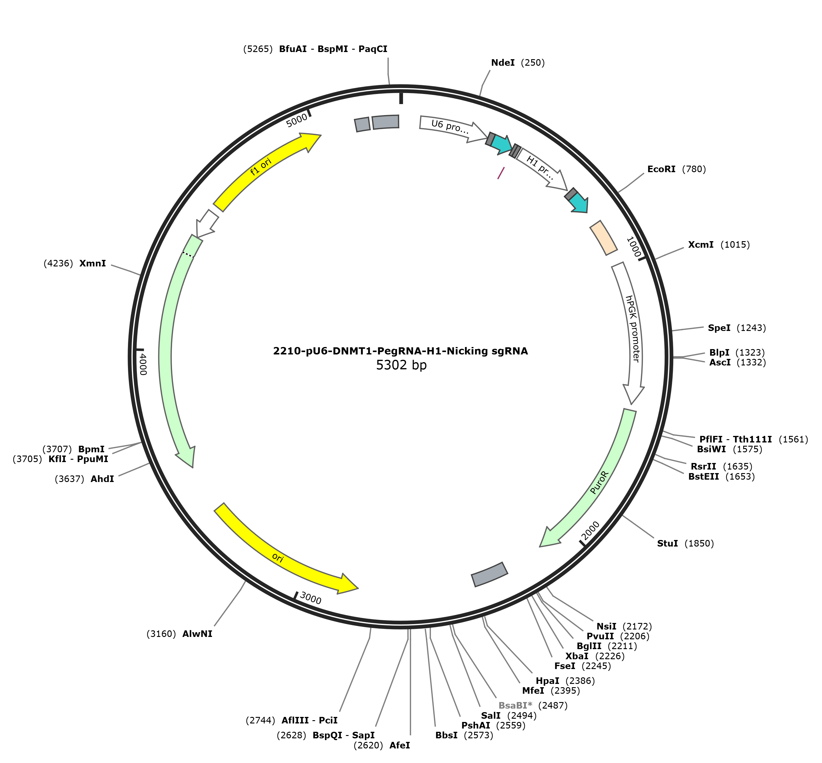 pU6-DNMT1-PegRNA-H1-Nicking sgRNA载体图谱.png